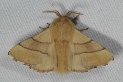 Malacosoma neustria