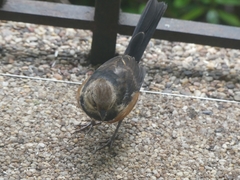 Pipilo erythrophthalmus