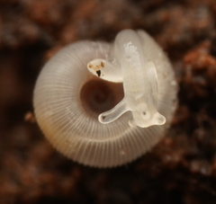 Minutiropa inexpectata