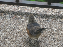 Pipilo erythrophthalmus