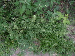 Capsella bursa-pastoris