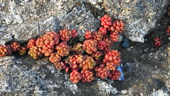Sedum oreganum