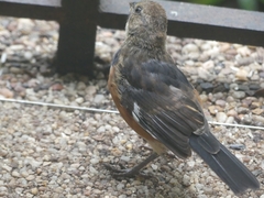 Pipilo erythrophthalmus