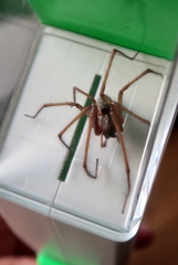 Eratigena atrica