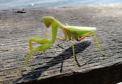 Hierodula transcaucasica