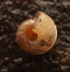 Bonhamaropa tarravillensis