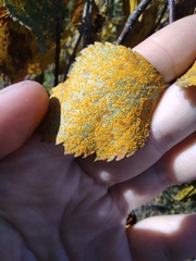 Melampsoridium betulinum