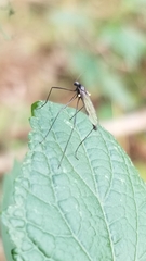 Gnophomyia tristissima