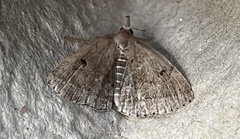 Zanclognatha protumnusalis