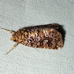 Callopistria granitosa