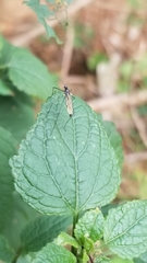Gnophomyia tristissima