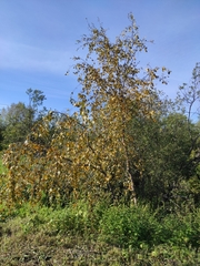 Melampsoridium betulinum