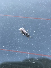Aculeata