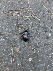 Carabus nemoralis