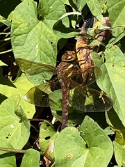 Aeshna grandis