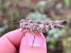 Spharagemon cristatum