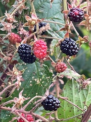 Rubus