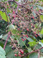 Rubus