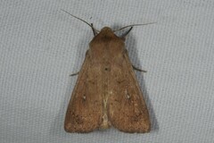 Mythimna albipuncta