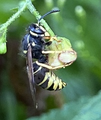 Vespula vidua