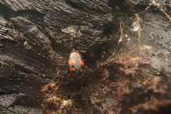 Scaphidium alpicola