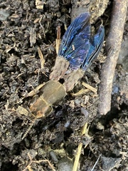 Platydracus maculosus