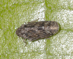 Plectoderini