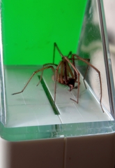 Eratigena atrica