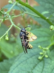 Vespula vidua