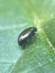 Chaetocnema concinna