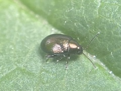 Chaetocnema concinna