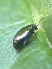 Chaetocnema concinna