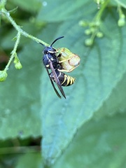 Vespula vidua