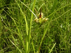 Carex retrorsa
