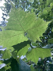 Platanus