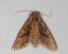 Phlogophora periculosa