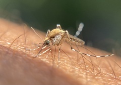 Aedes sollicitans