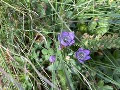 Gentianella