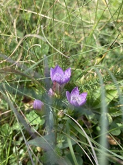 Gentianella