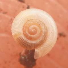 Minutiropa inexpectata