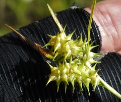 Carex retrorsa
