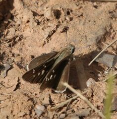 Pelopidas mathias mathias