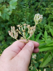 Arnoglossum atriplicifolium