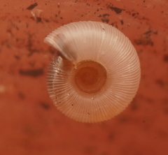 Minutiropa inexpectata