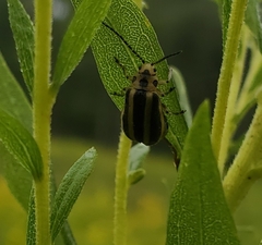Trirhabda canadensis