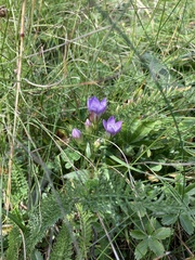 Gentianella