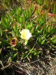 Carpobrotus edulis edulis