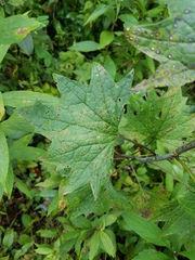Arnoglossum atriplicifolium