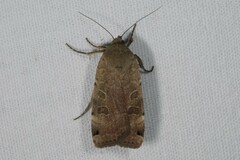 Noctua orbona