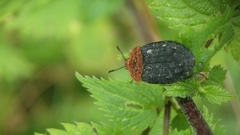 Oiceoptoma thoracicum